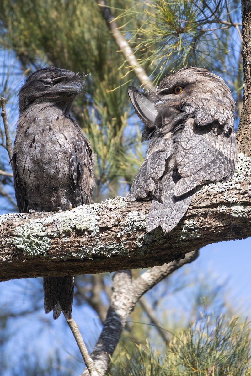 Tawny Frogmouth - ML646864991
