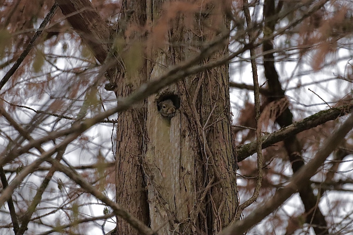 Eastern Gray Squirrel - ML646864996