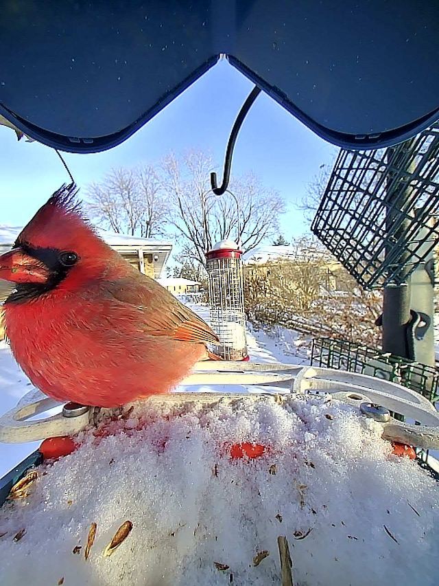 Northern Cardinal - ML646865001