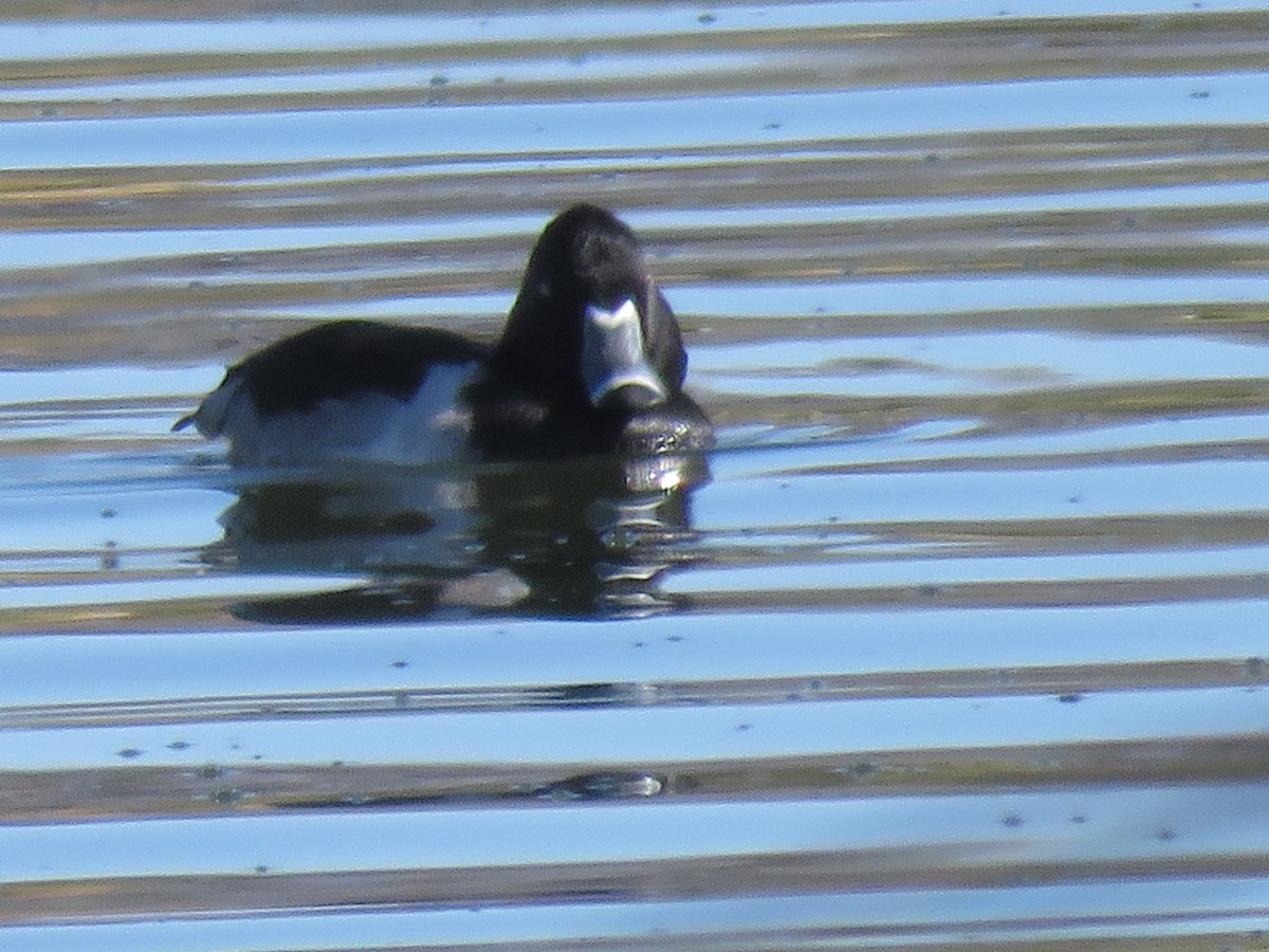 環頸潛鴨 - ML646865002