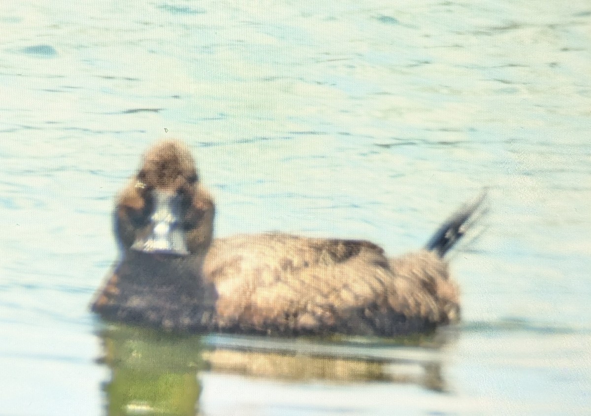 Blue-billed Duck - ML646865003