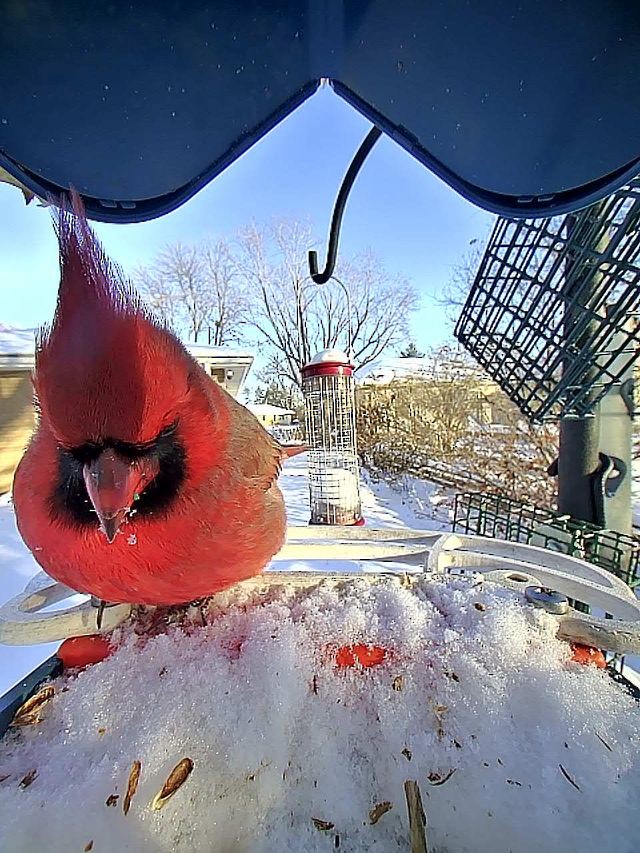 Northern Cardinal - ML646865005