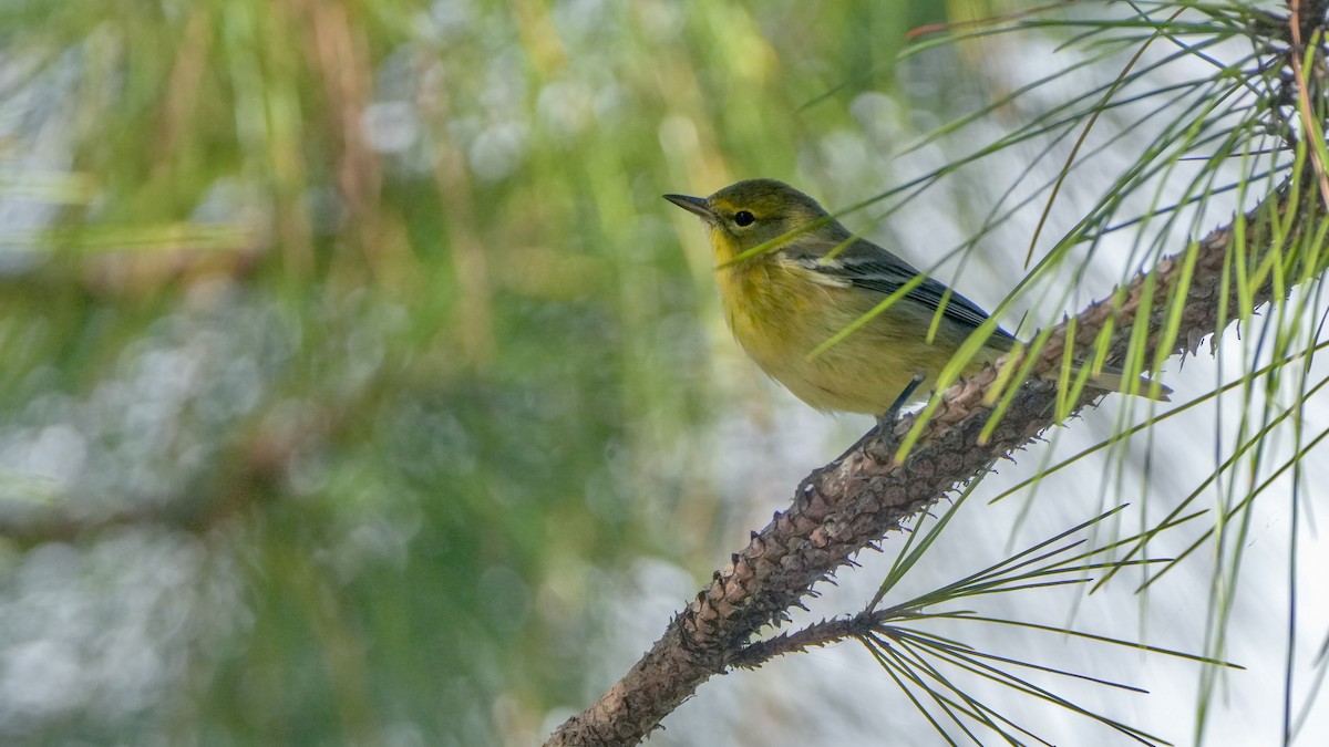Pine Warbler - ML646865006