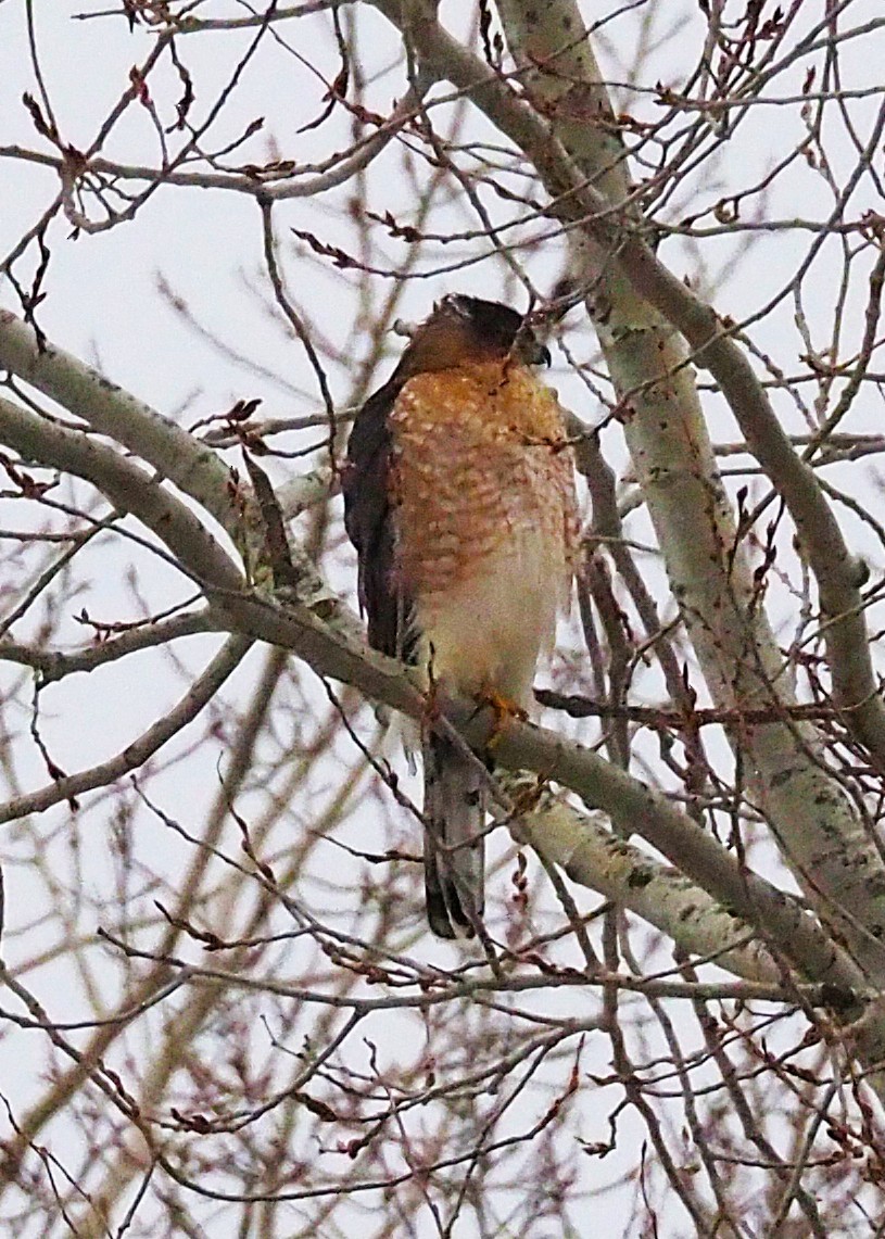 Cooper's Hawk - ML646865007