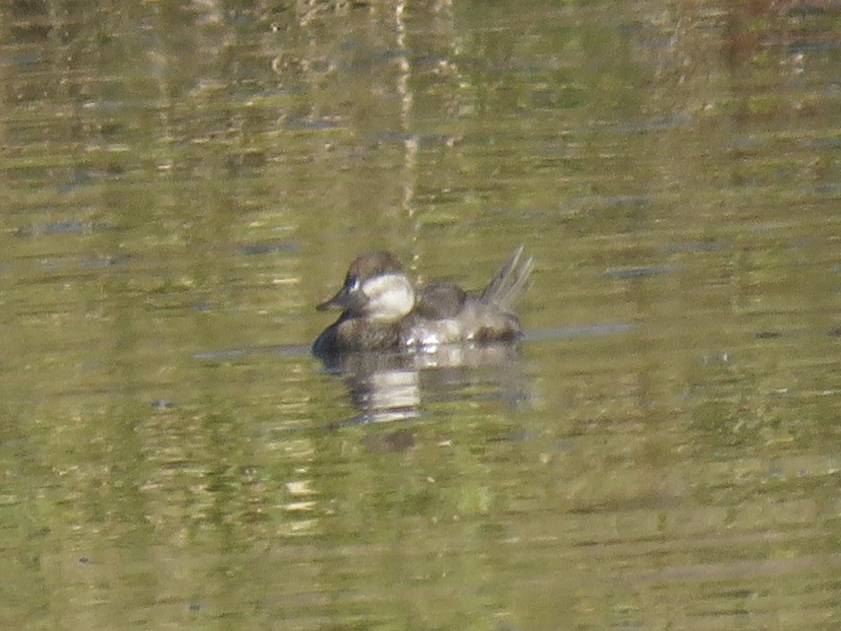 Ruddy Duck - ML646865009