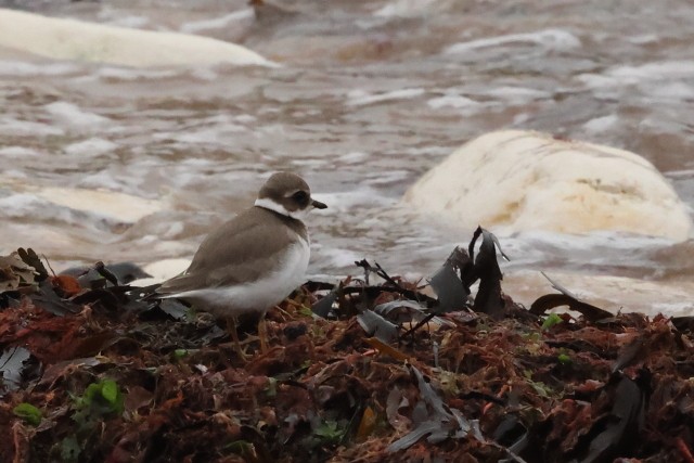 環頸鴴 - ML646865010