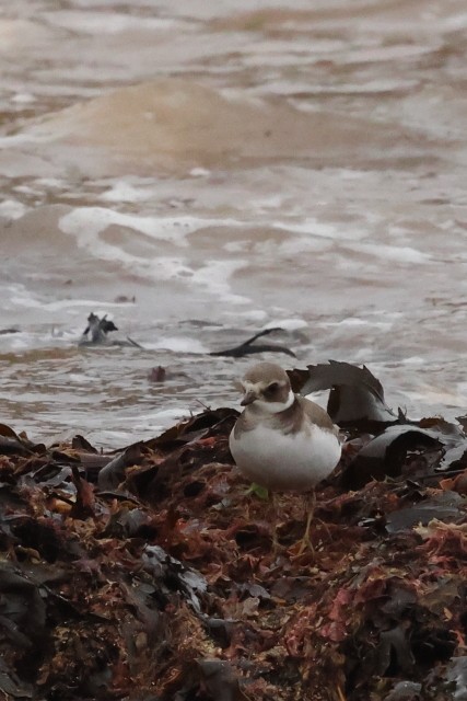 環頸鴴 - ML646865011