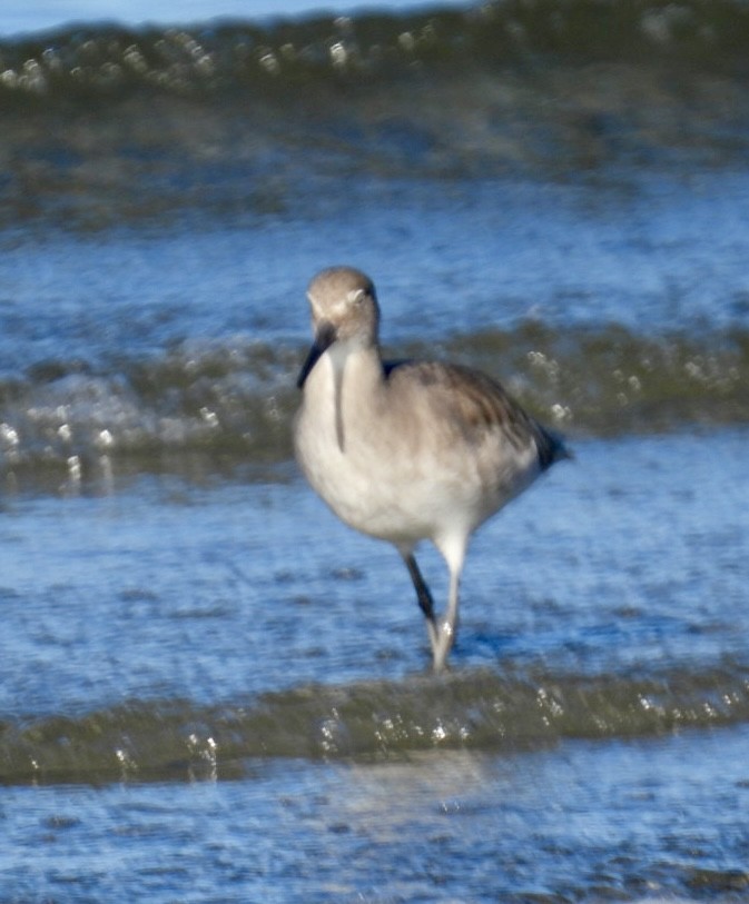 Willet - ML646865012