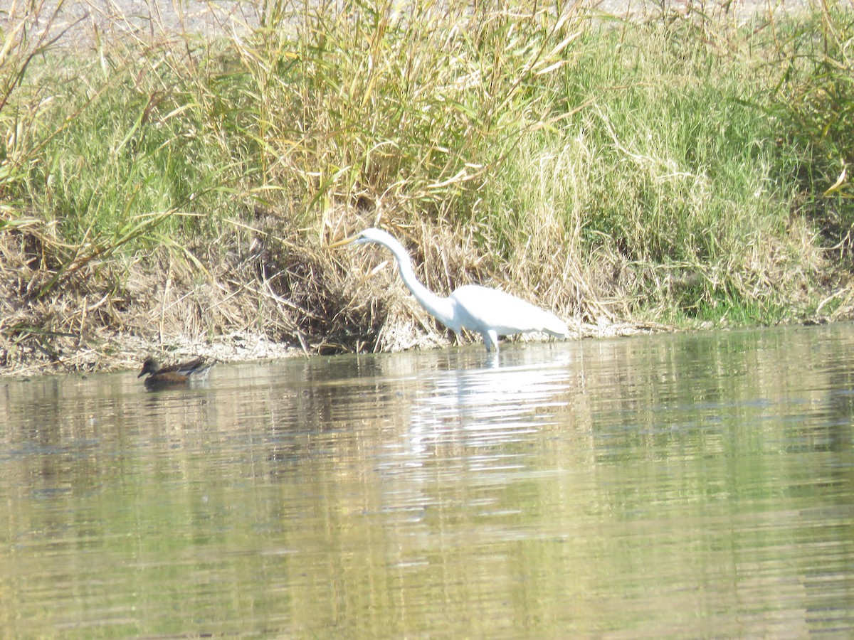 大白鷺 - ML646865013