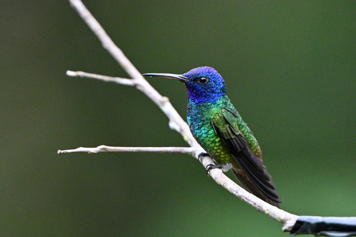 Golden-tailed Sapphire - ML646865015