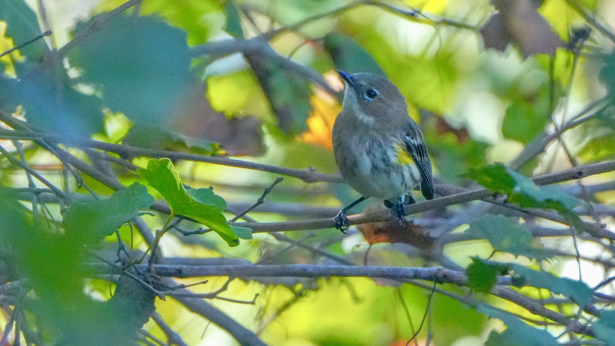 Yellow-rumped Warbler - ML646865016