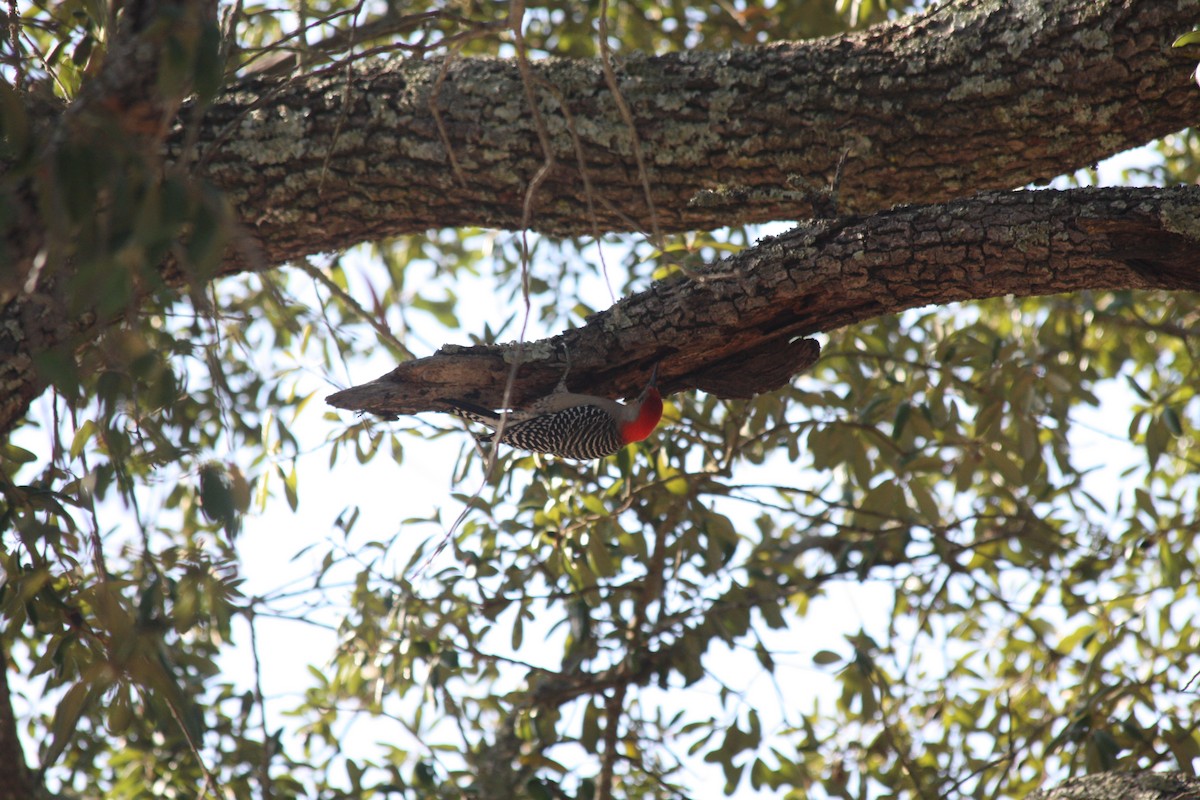 Red-bellied Woodpecker - ML646865017