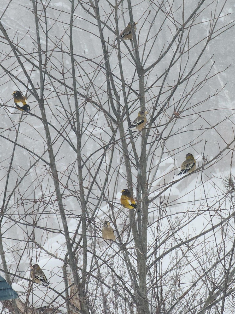 עב-מקור ערב - ML646865019