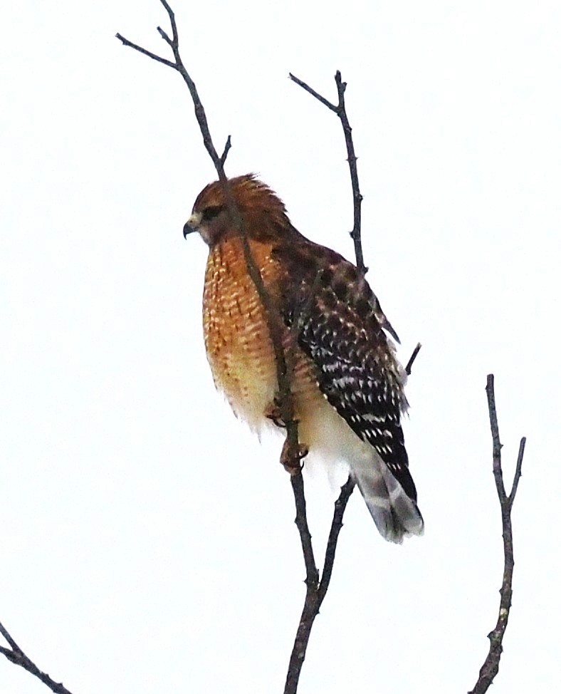 Red-shouldered Hawk - ML646865021