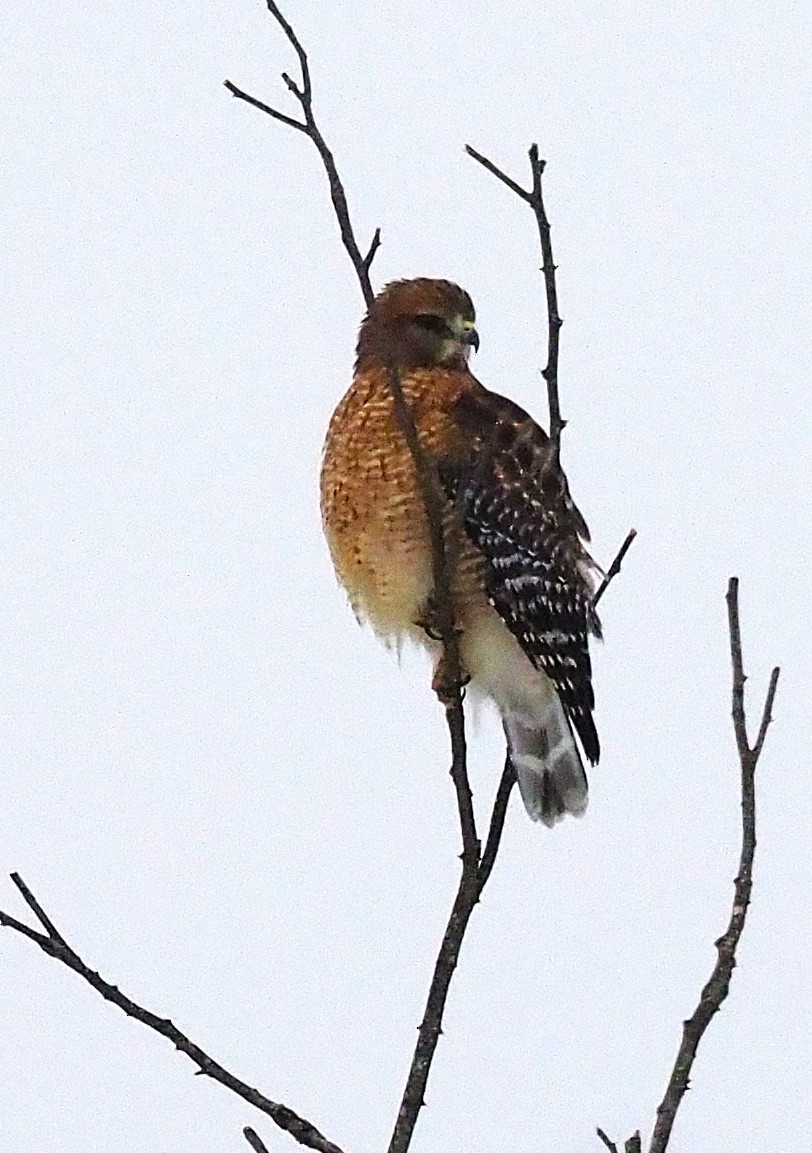 Red-shouldered Hawk - ML646865022