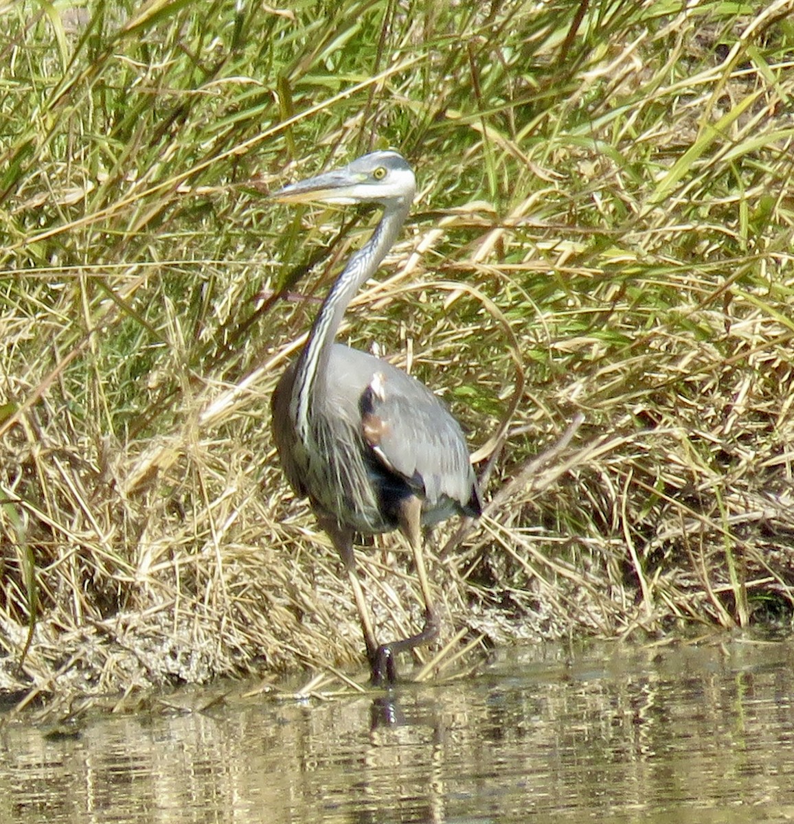 Great Blue Heron - ML646865023