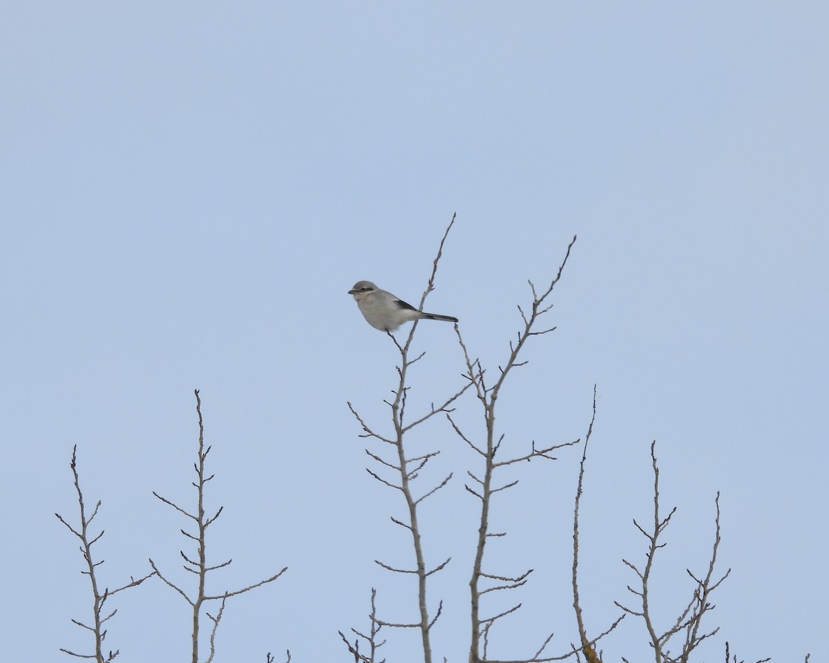 Northern Shrike - ML646865024