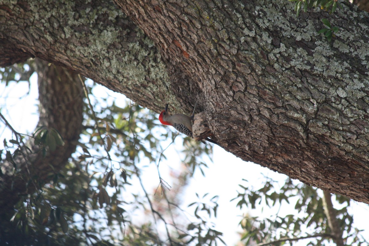 Red-bellied Woodpecker - ML646865025