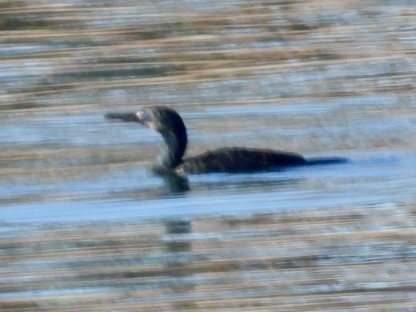 Brandt's Cormorant - ML646865026