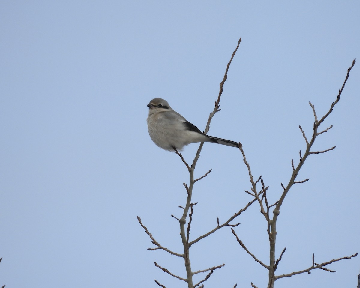 Northern Shrike - ML646865027
