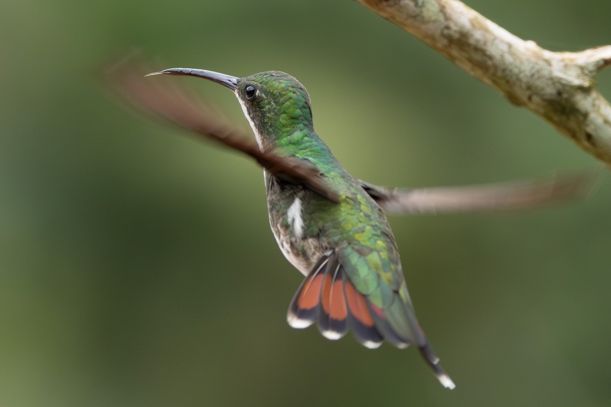 Black-throated Mango - ML646865029