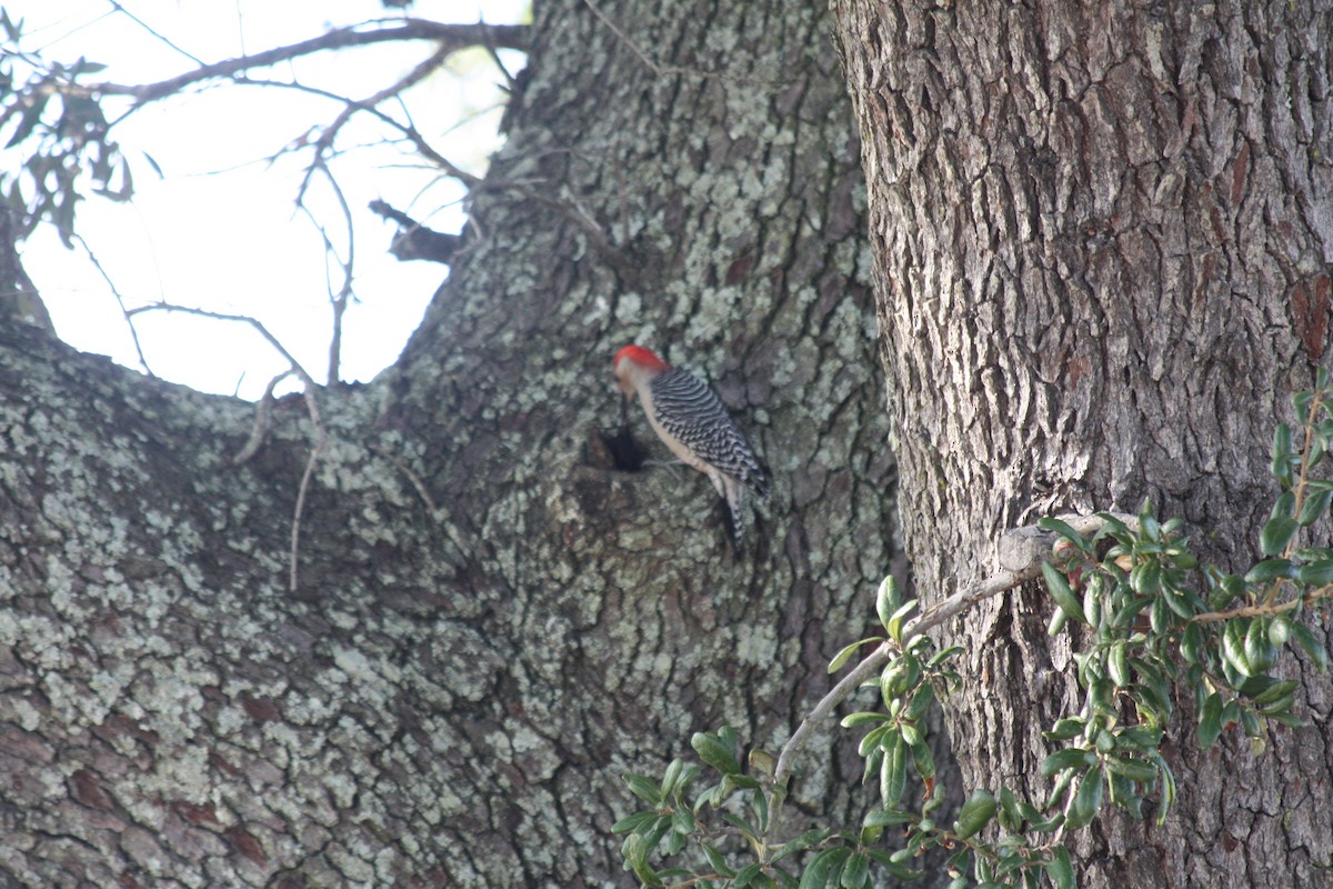 Red-bellied Woodpecker - ML646865030