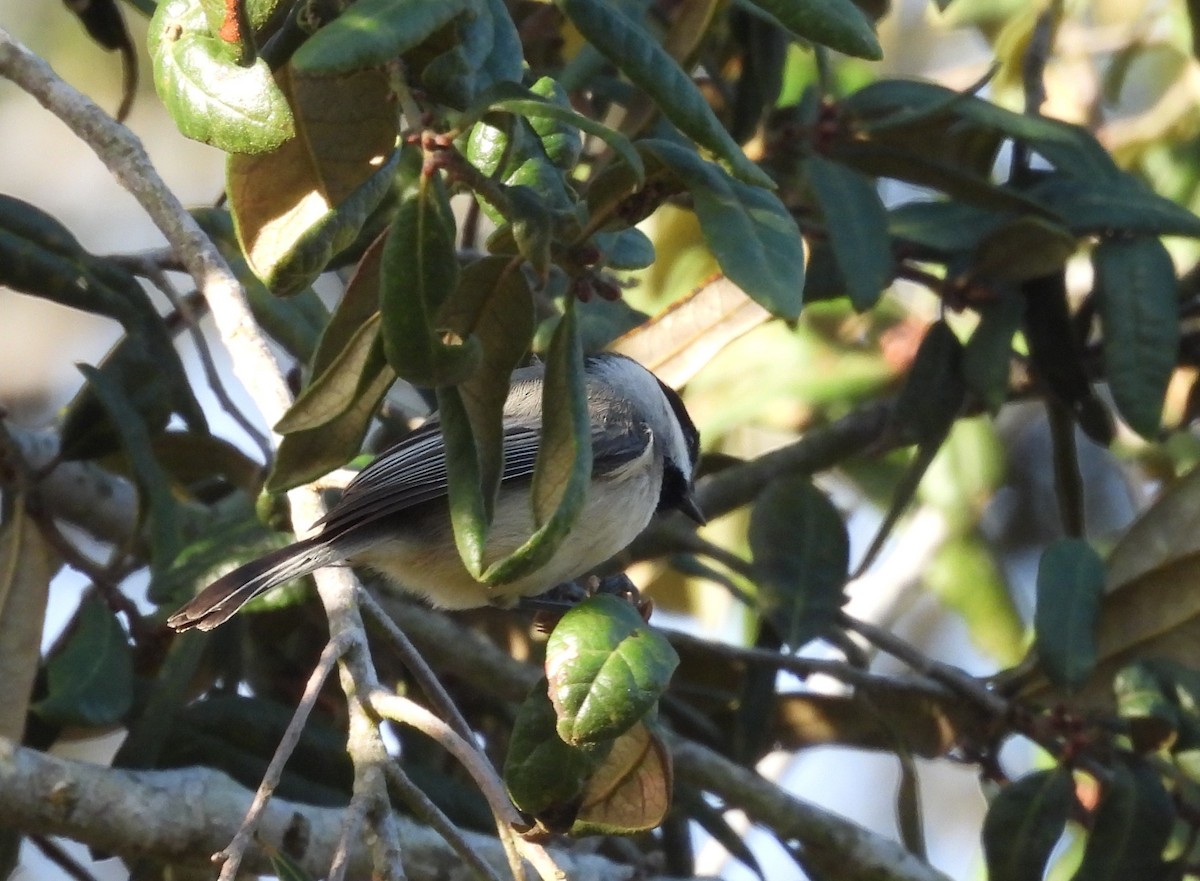 Carolina Chickadee - ML646865031