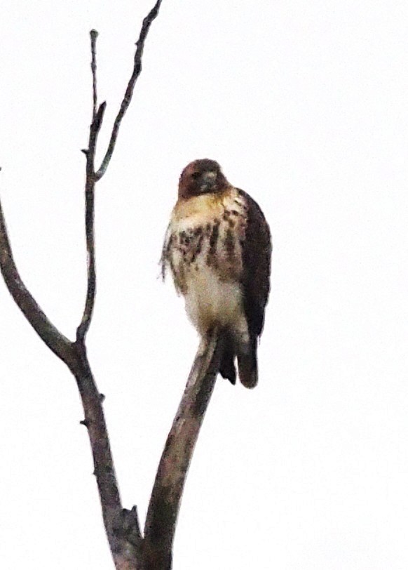 Red-tailed Hawk - ML646865032