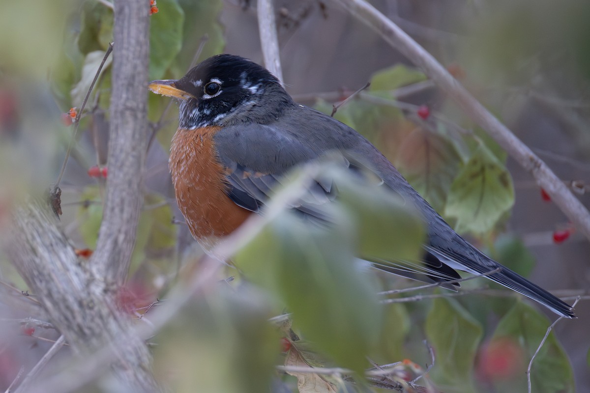 drozd stěhovavý - ML646865033