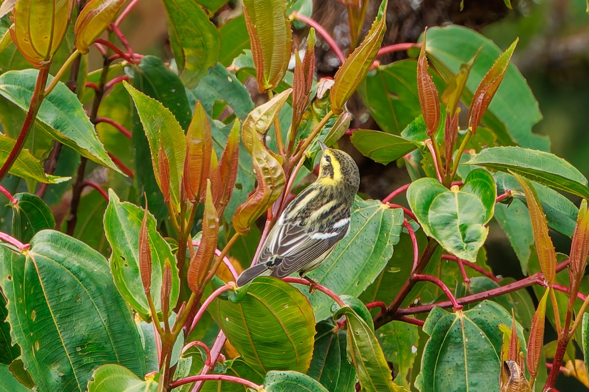 Reinita Gorjinaranja - ML646865036