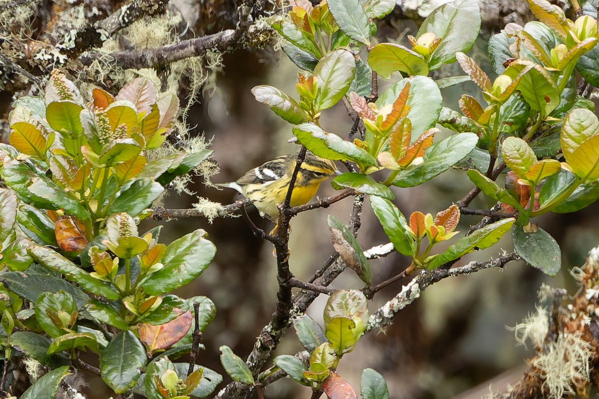 Reinita Gorjinaranja - ML646865037