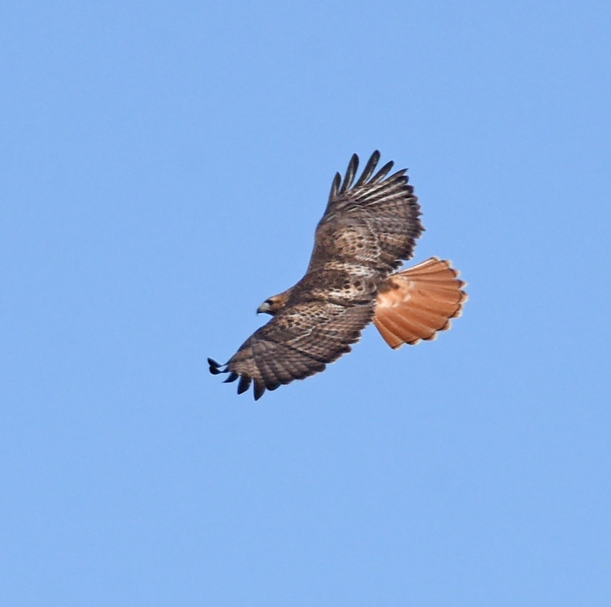 Red-tailed Hawk (borealis) - ML646865039