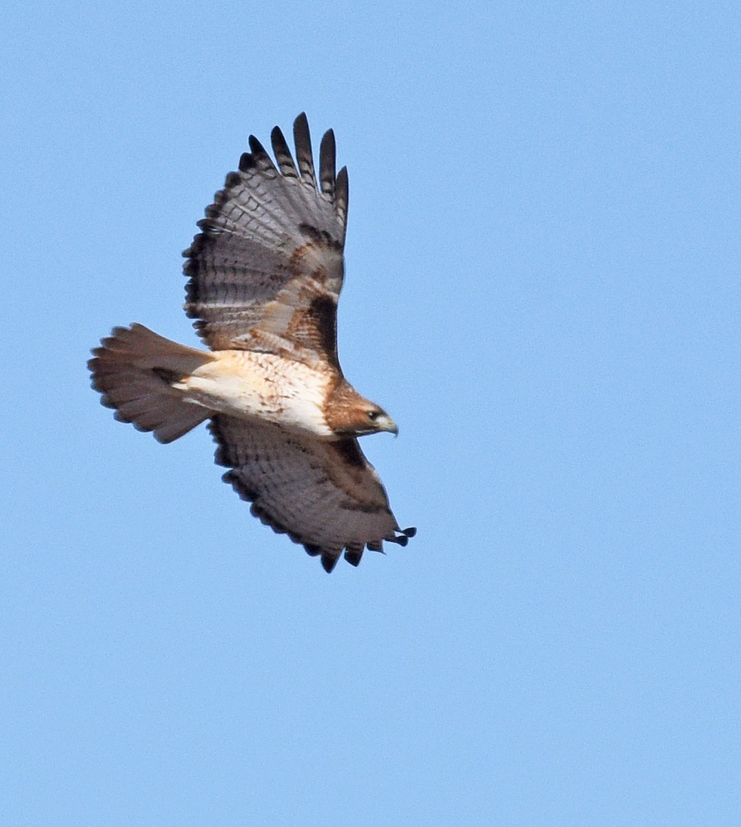 Red-tailed Hawk (borealis) - ML646865040