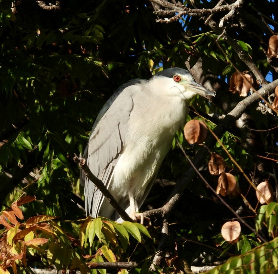 אנפת לילה - ML646865041