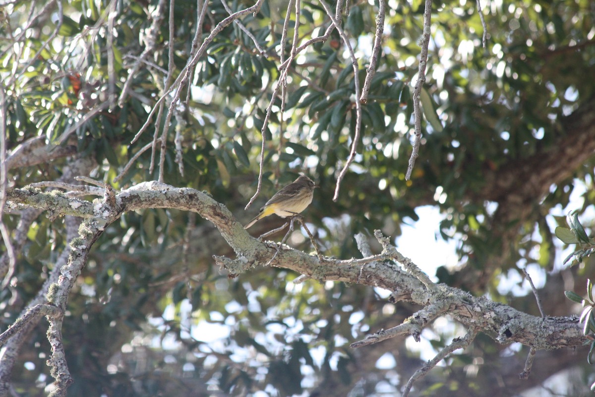 Palm Warbler - ML646865045