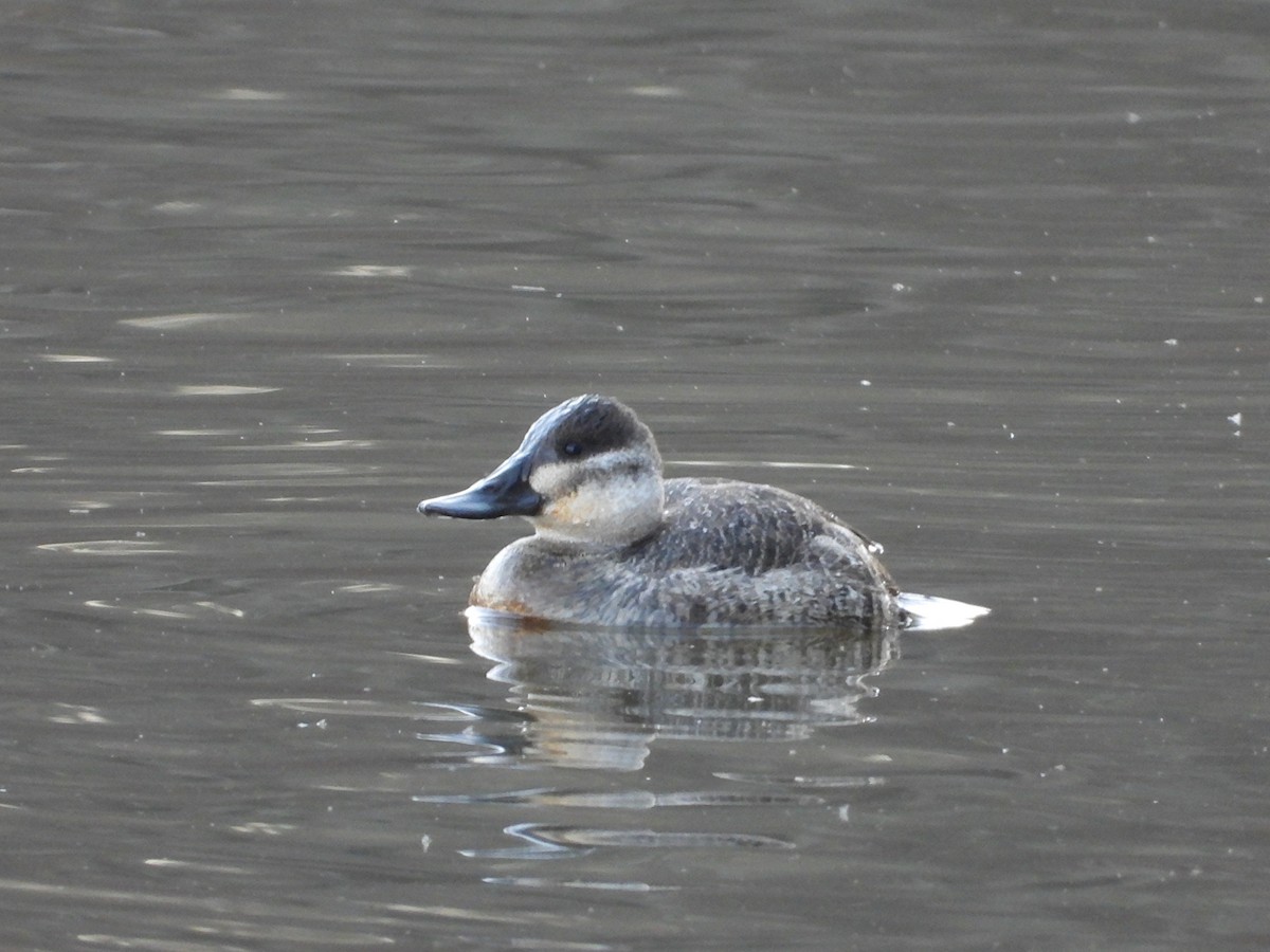 Савка американська - ML646865051