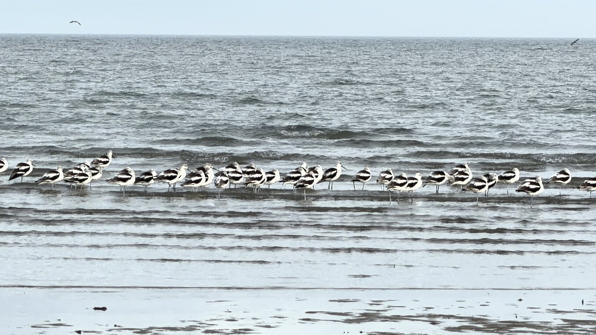 American Avocet - ML646865052