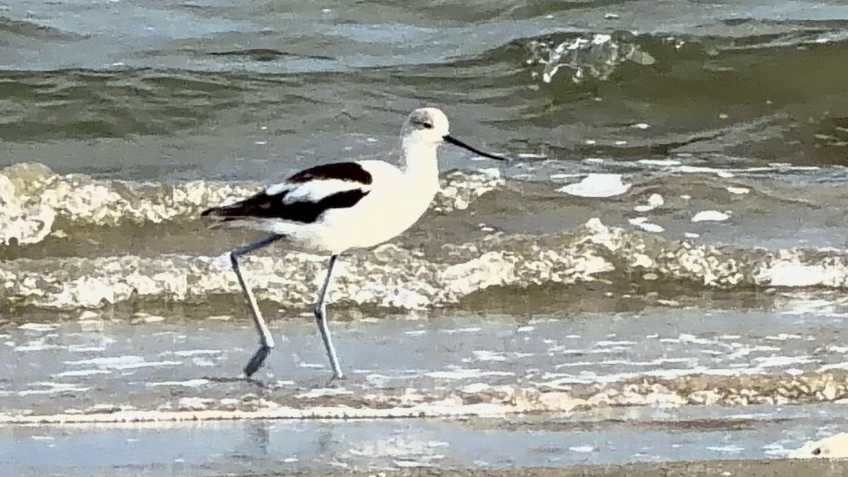 American Avocet - ML646865053