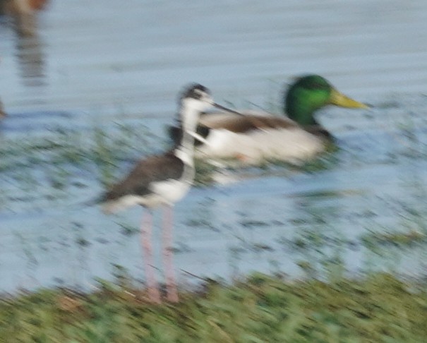 Échasse d'Amérique - ML646865056