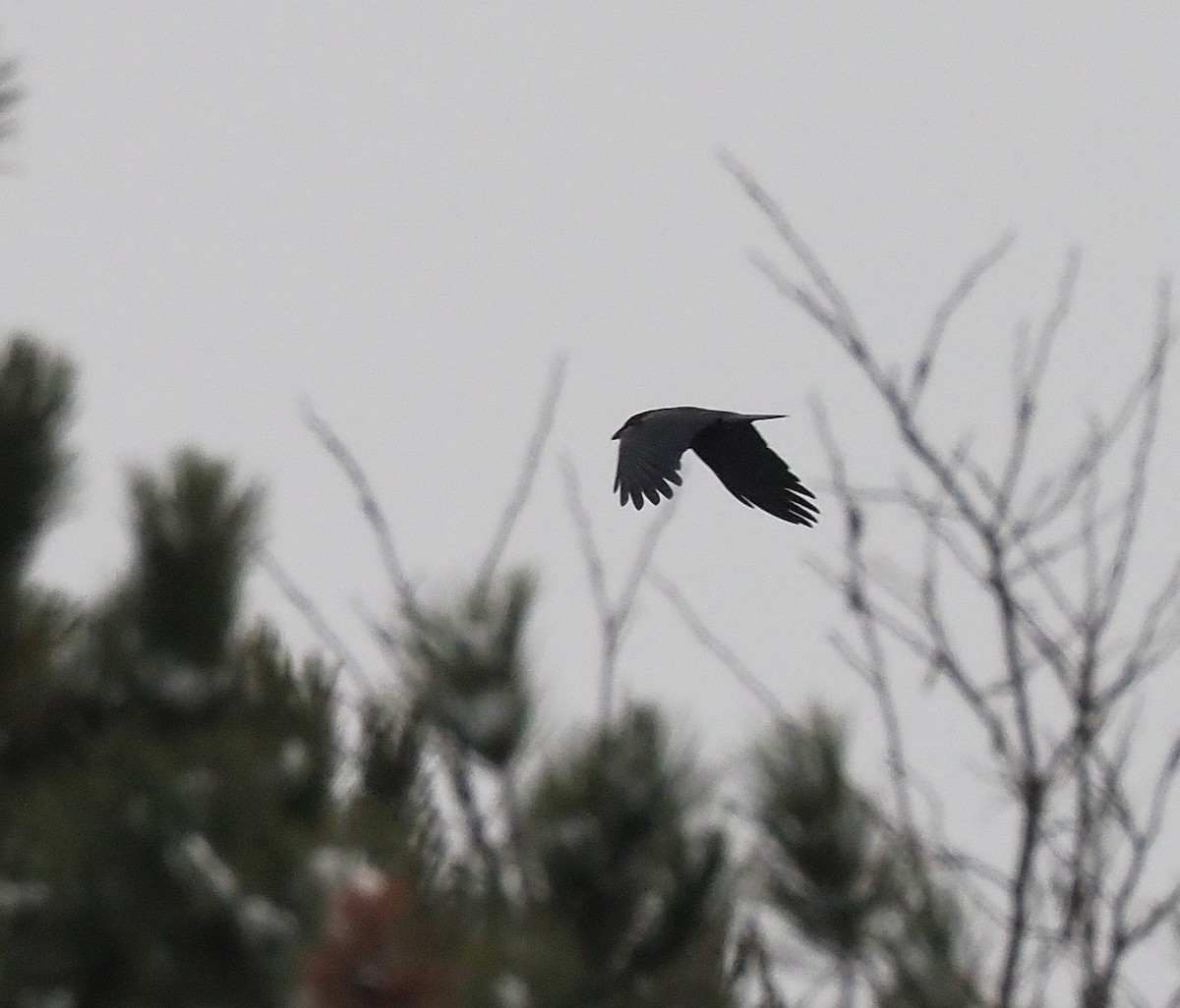 American Crow - ML646865057