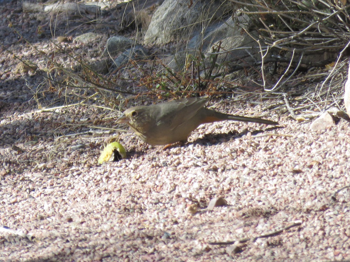 Canyon Towhee - ML646865058