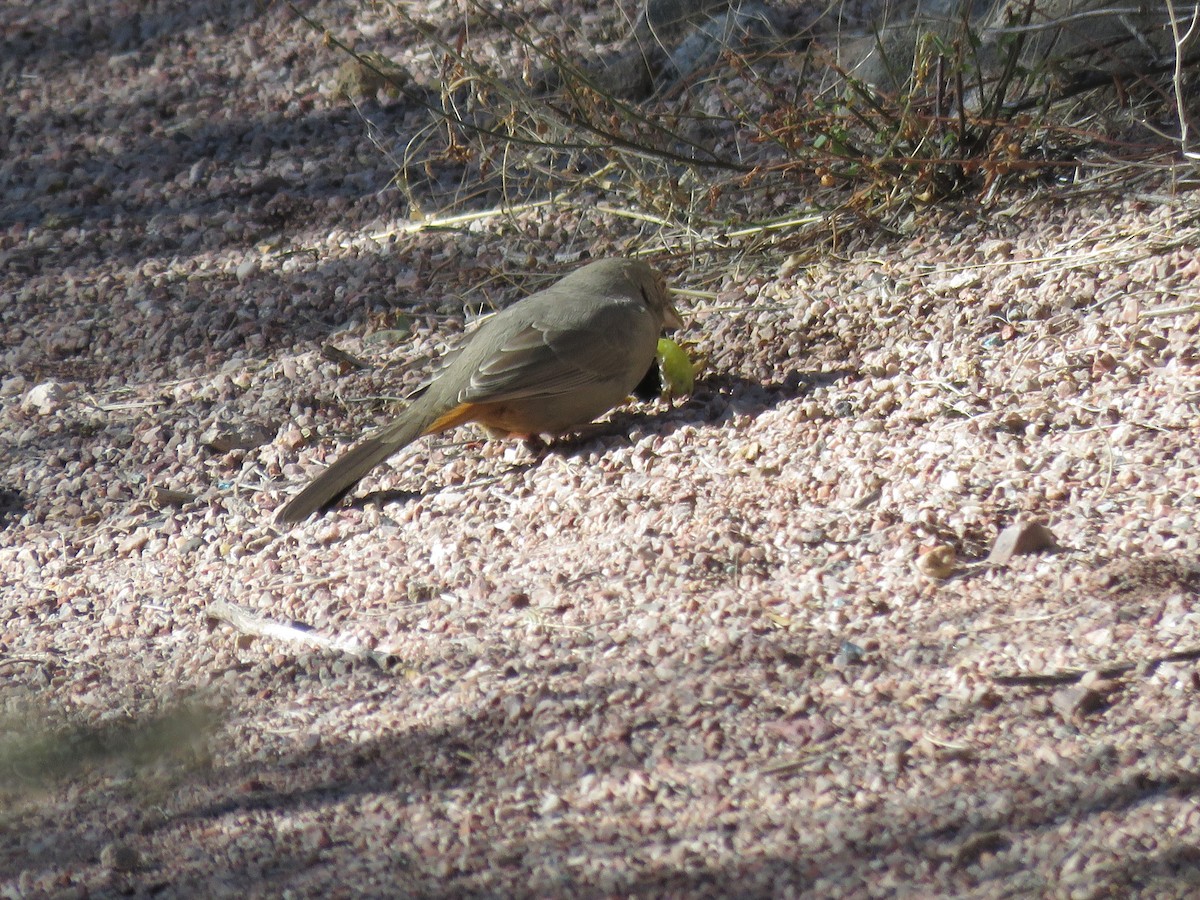 Canyon Towhee - ML646865059