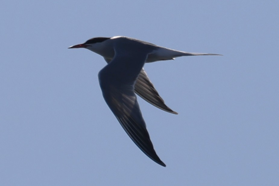 Common Tern - ML646865062