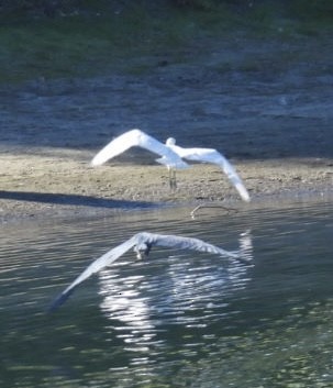 לבנית כחולה קטנה - ML646865065