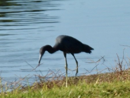 לבנית כחולה קטנה - ML646865066