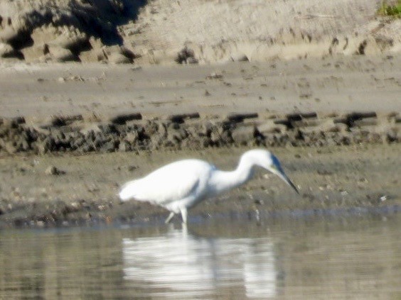 לבנית כחולה קטנה - ML646865067