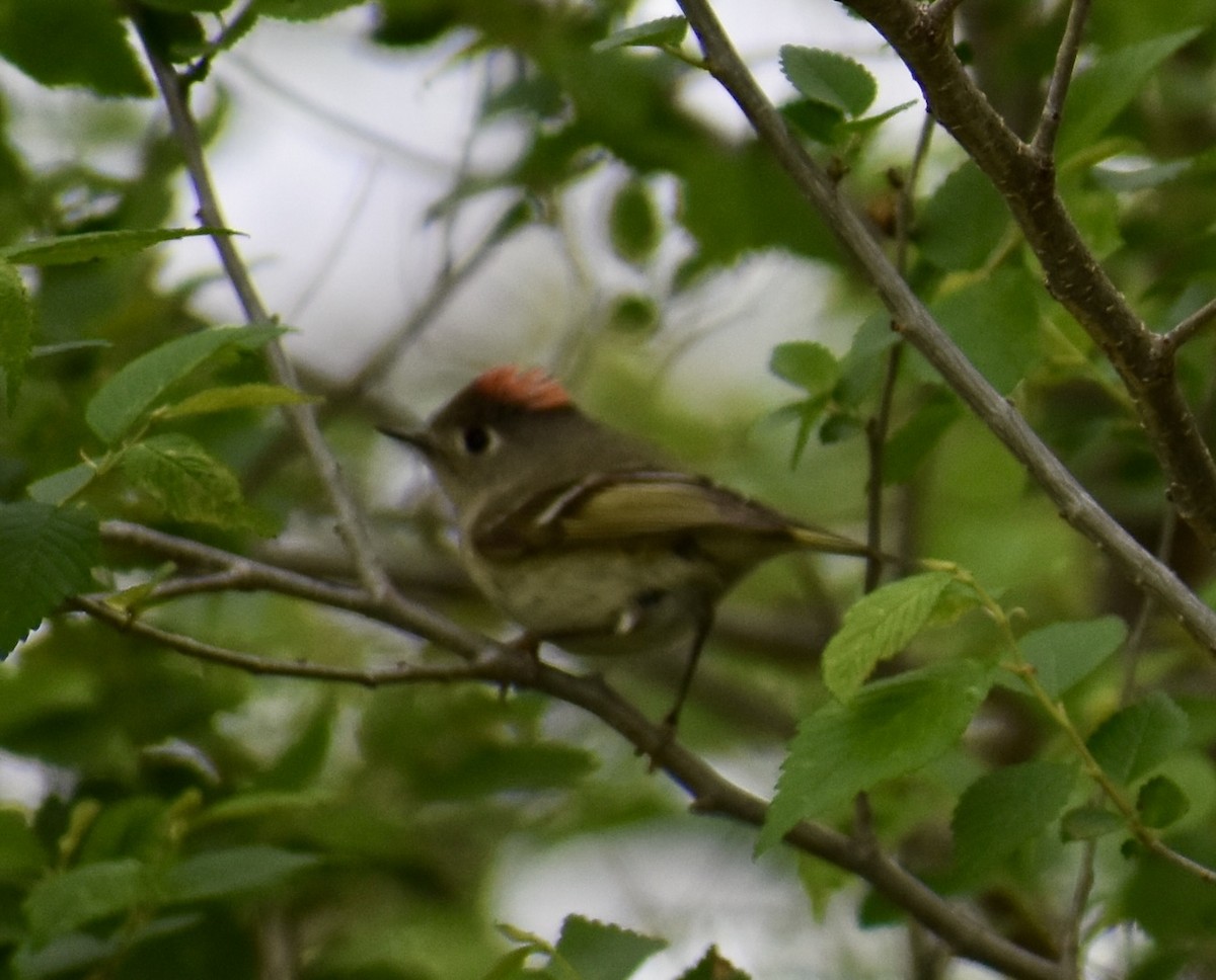 Ruby-crowned Kinglet - ML646865070