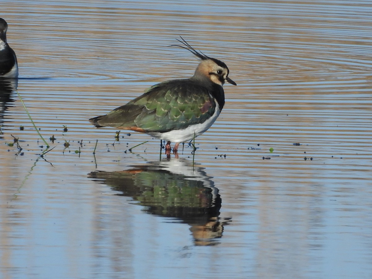 Умардын хавтгаалж - ML646865074