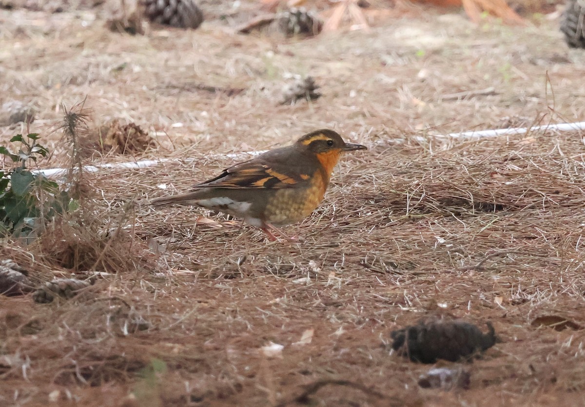 drozd pruhokřídlý - ML646865076