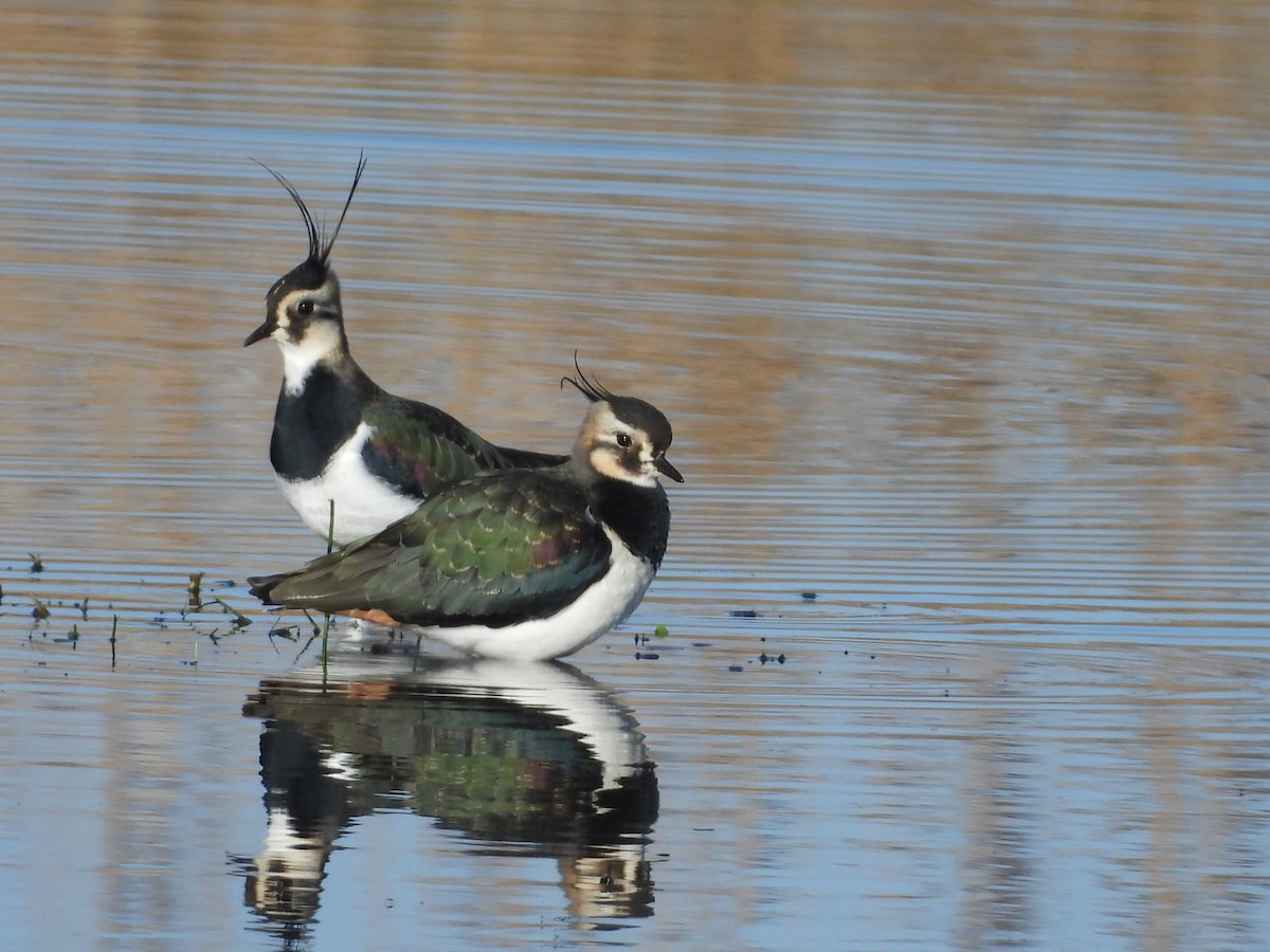 Умардын хавтгаалж - ML646865077